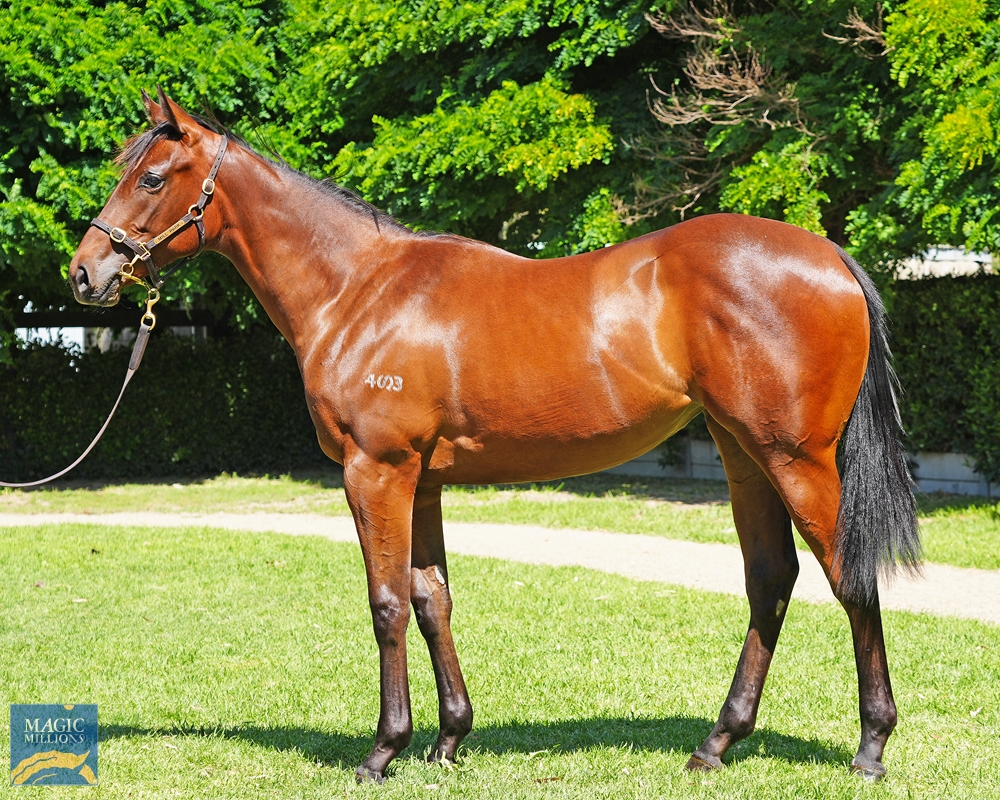 2024 Gold Coast Yearling Sale Lot 154 Bivouac (AUS) Secretly